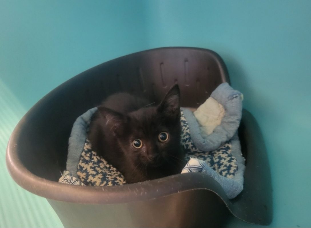 Venom - Chat Européen à adopter