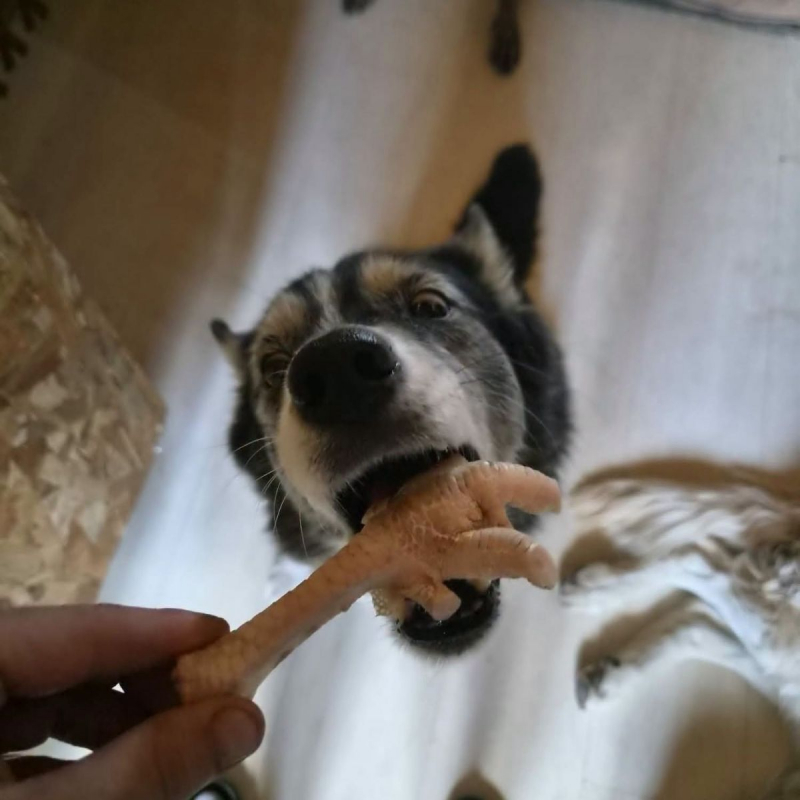 Kiara - Chien Border Collie x Husky Sibérien à adopter - photo 6