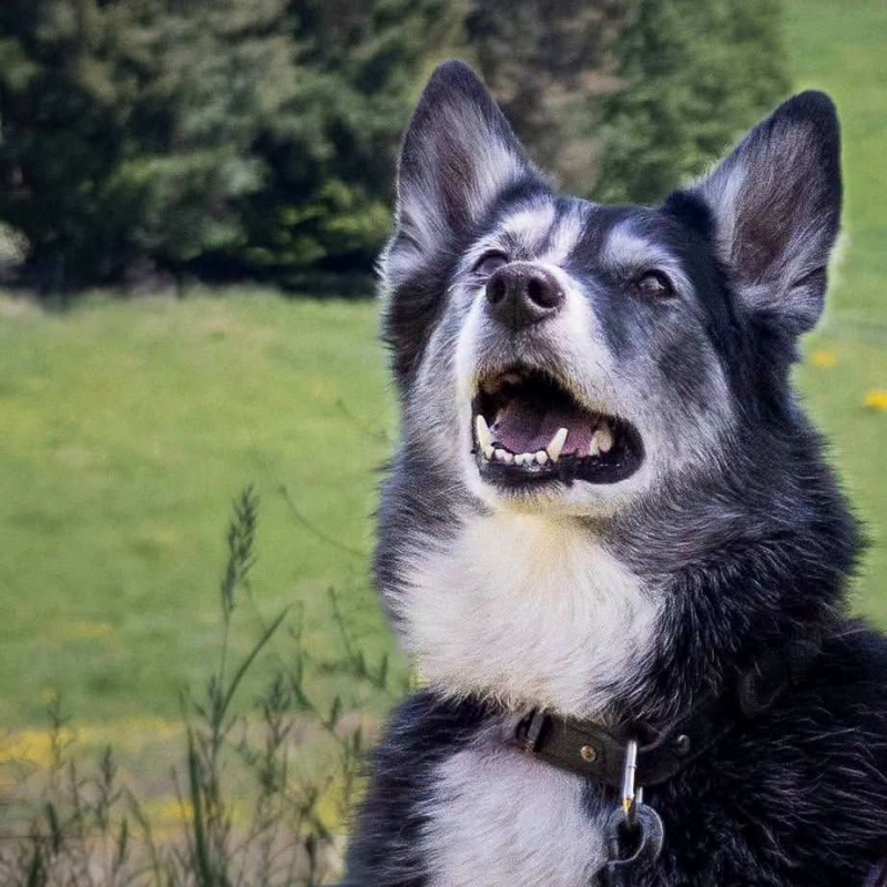 Kiara - Chien Border Collie x Husky Sibérien à adopter - photo 3
