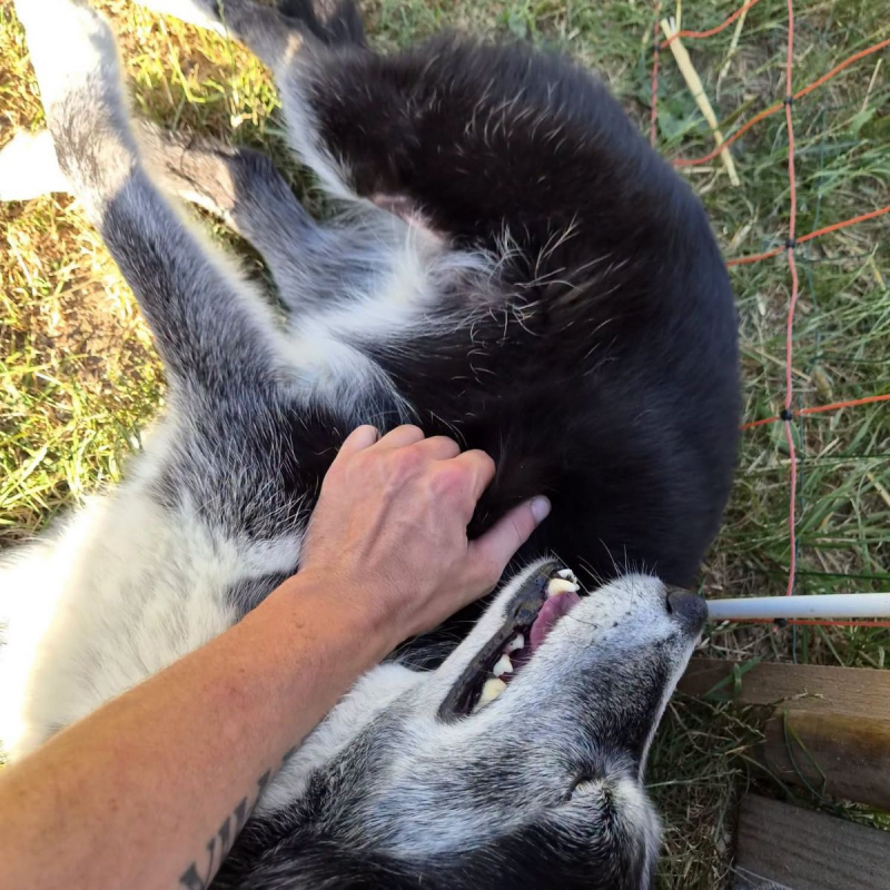 Kiara - Chien Border Collie x Husky Sibérien à adopter - photo 4