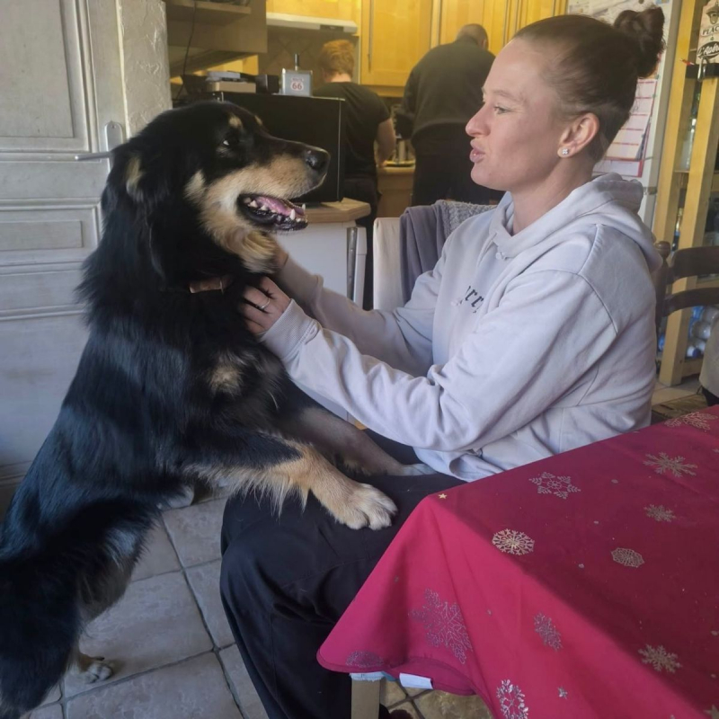 Ayron - Chien Berger Australien x Border Collie à adopter