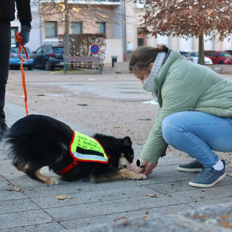 Ayron - Chien Berger Australien x Border Collie à adopter - photo 6