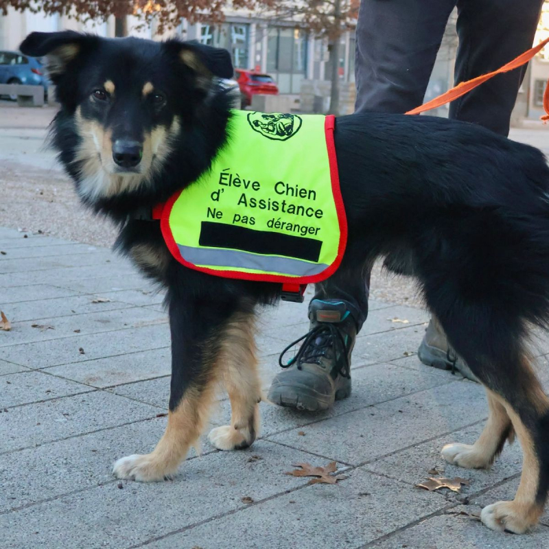 Ayron - Chien Berger Australien x Border Collie à adopter - photo 5