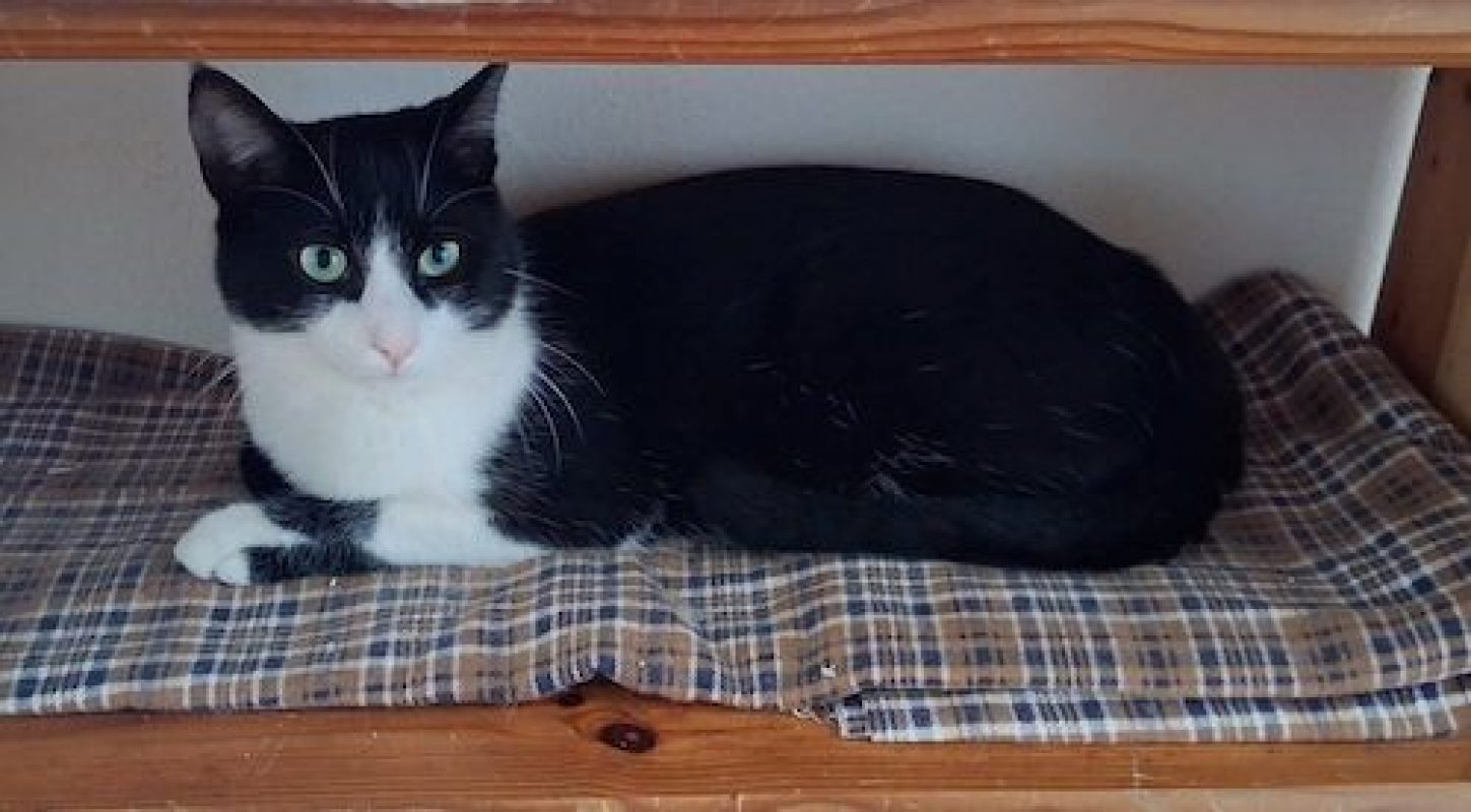 HORUS - Chat à adopter