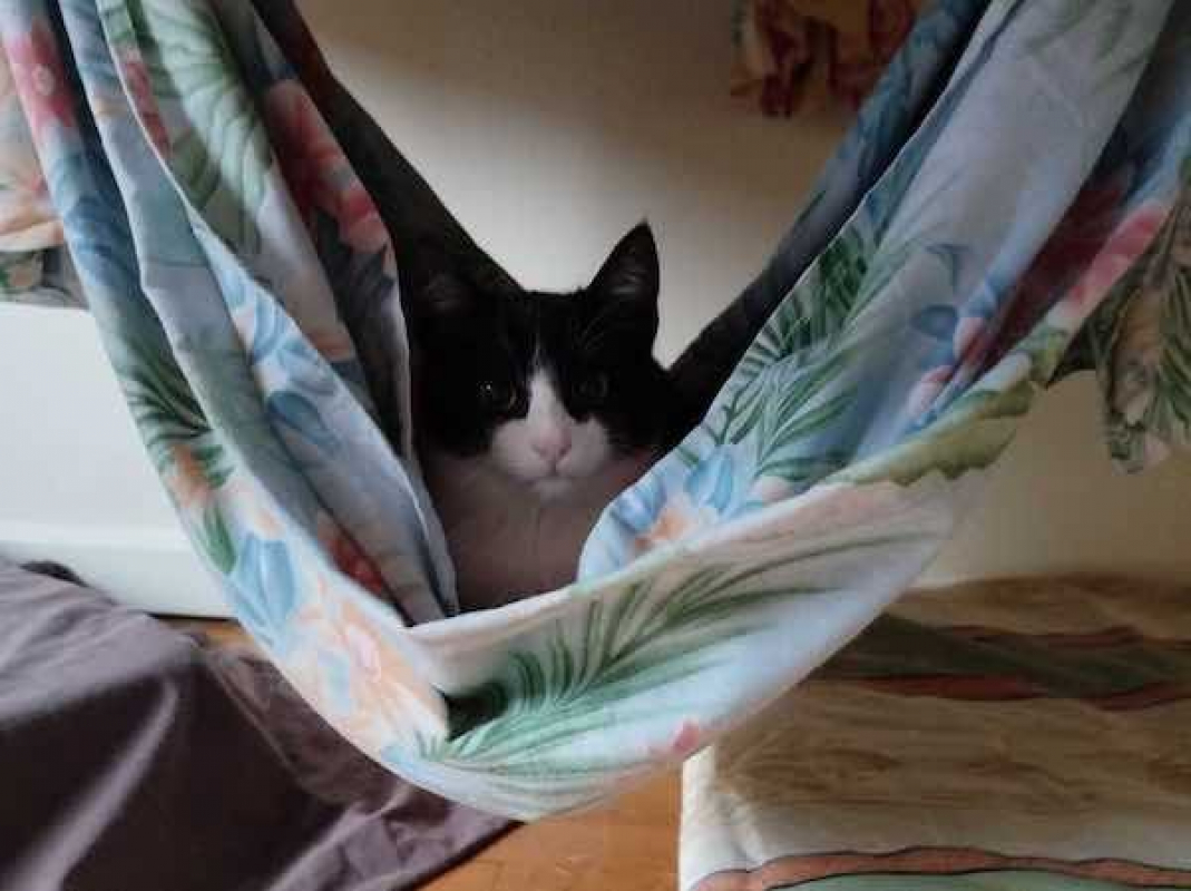 HORUS - Chat à adopter - photo 4