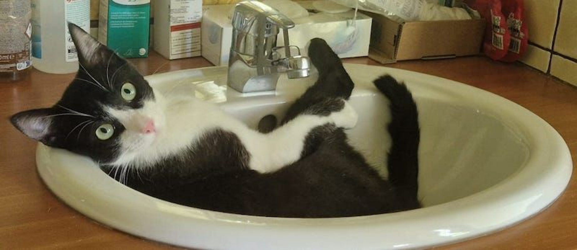 HORUS - Chat à adopter
