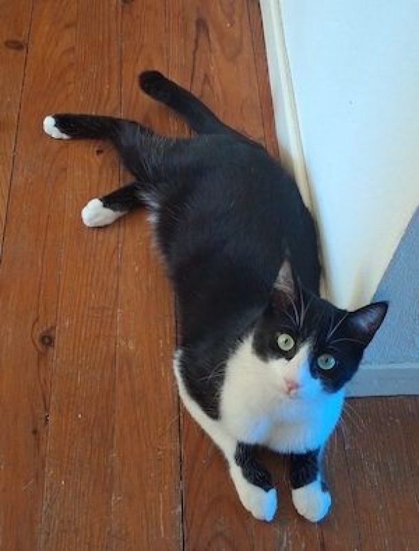 HORUS - Chat à adopter - photo 6