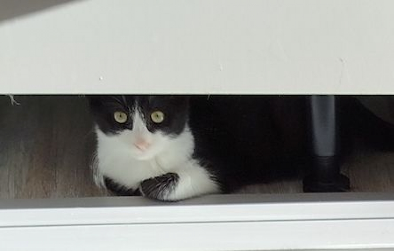 HORUS - Chat à adopter - photo 2