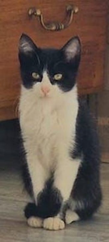 HORUS - Chat à adopter - photo 7