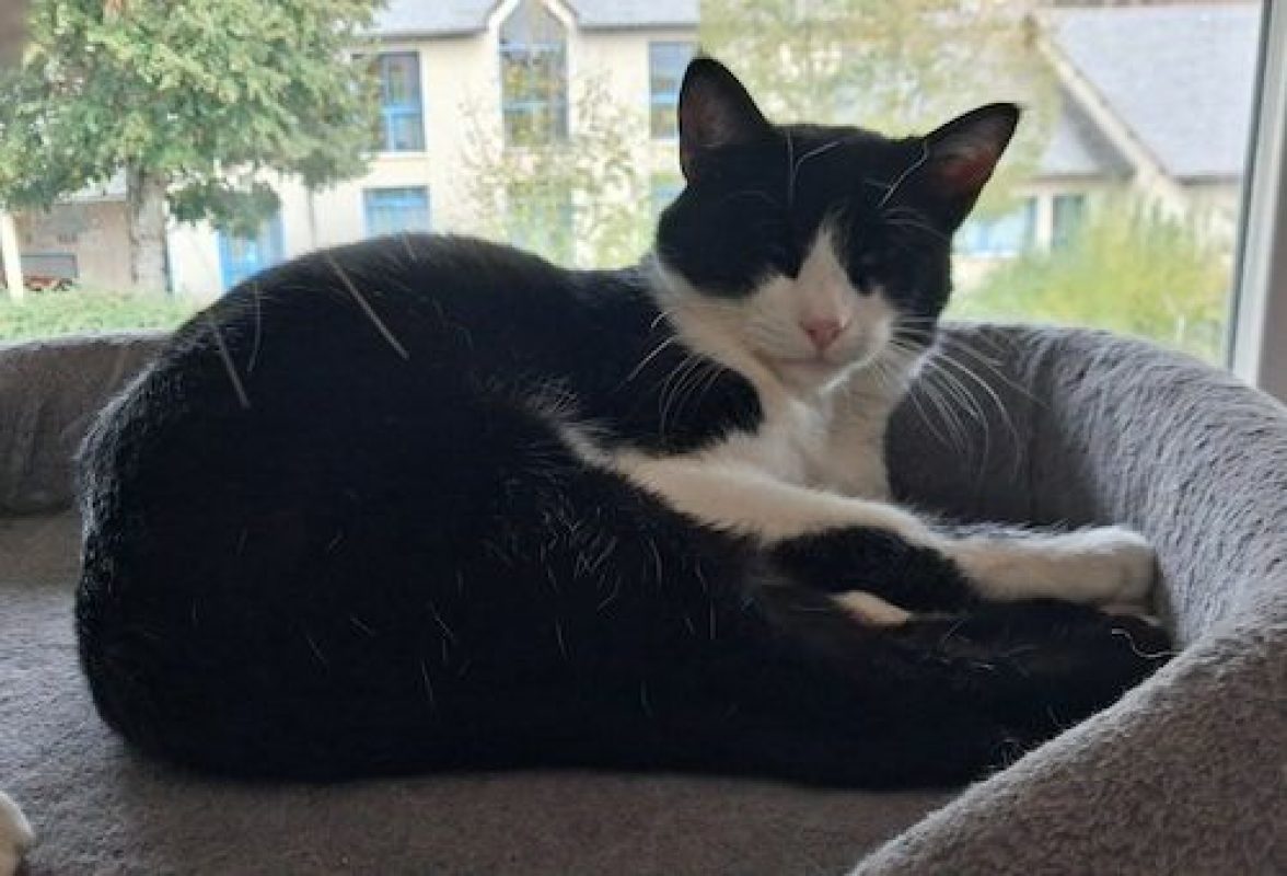 HORUS - Chat à adopter - photo 8