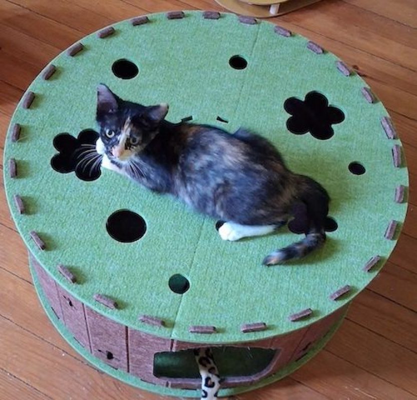 VIOLAINE - Chat à adopter - photo 8