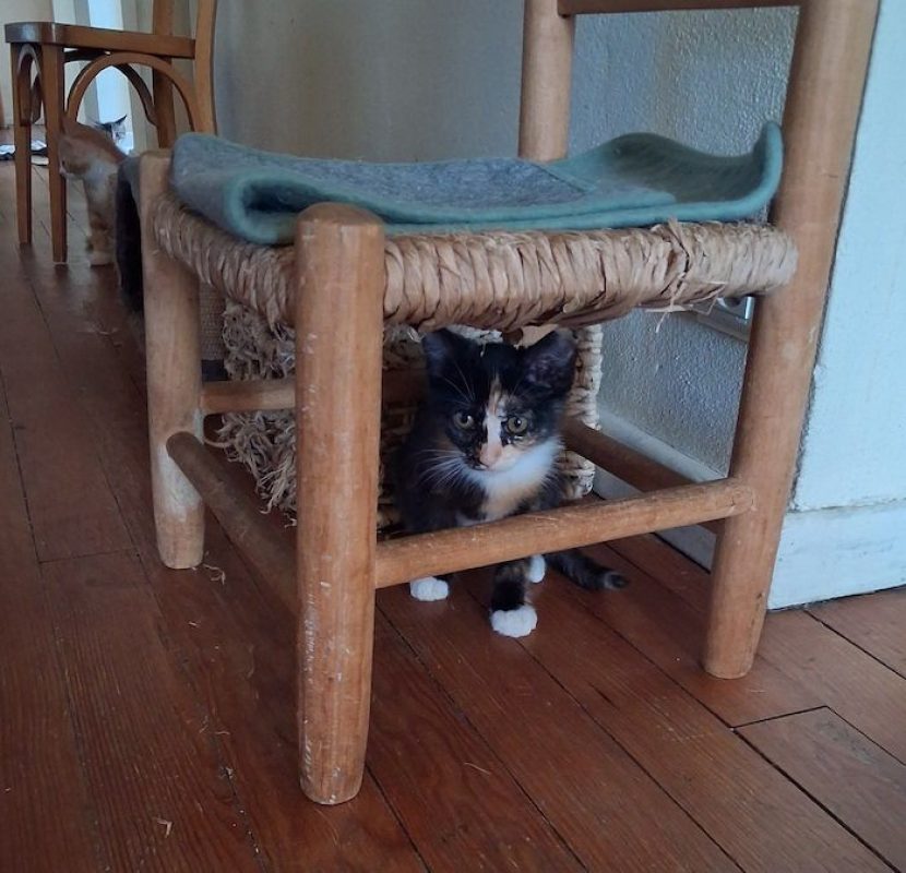 VIOLAINE - Chat à adopter - photo 3
