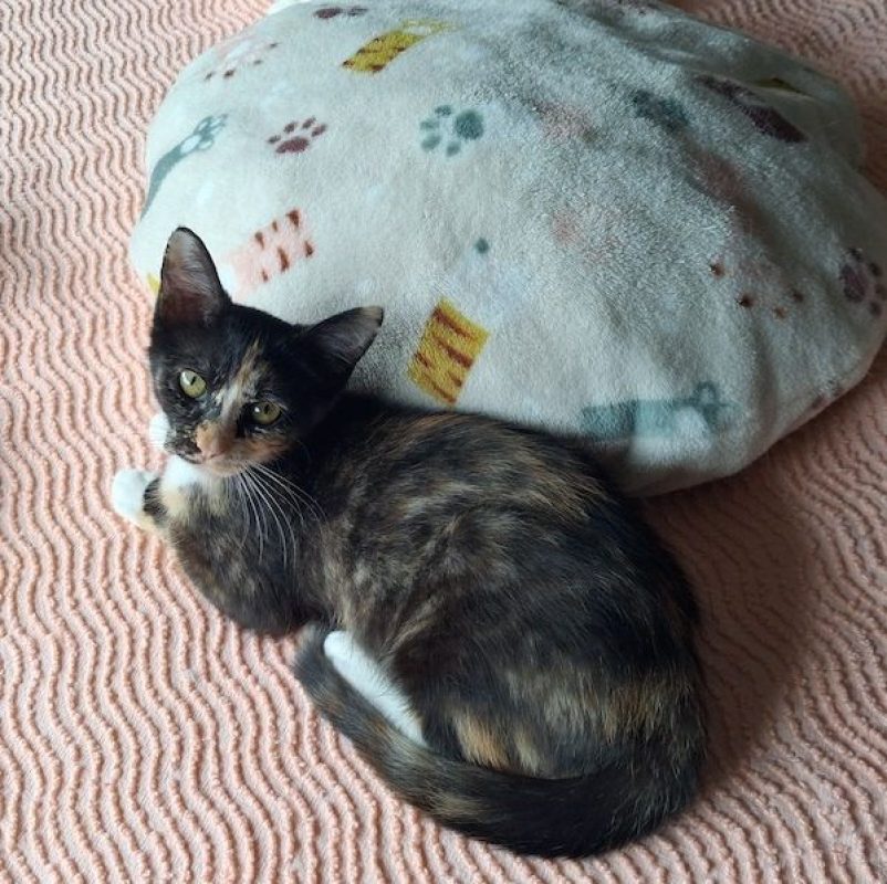 VIOLAINE - Chat à adopter - photo 7