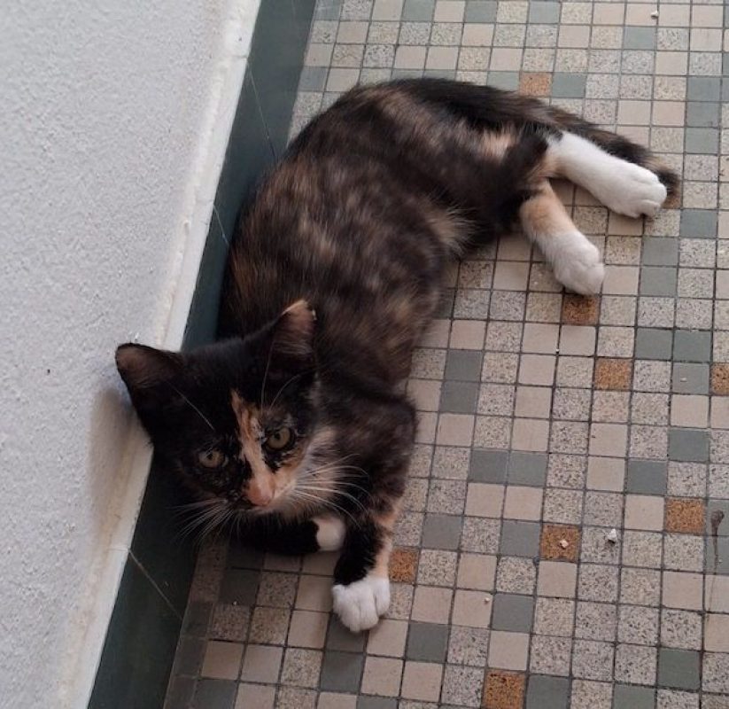 VIOLAINE - Chat à adopter - photo 5