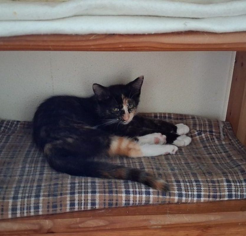VIOLAINE - Chat à adopter - photo 6