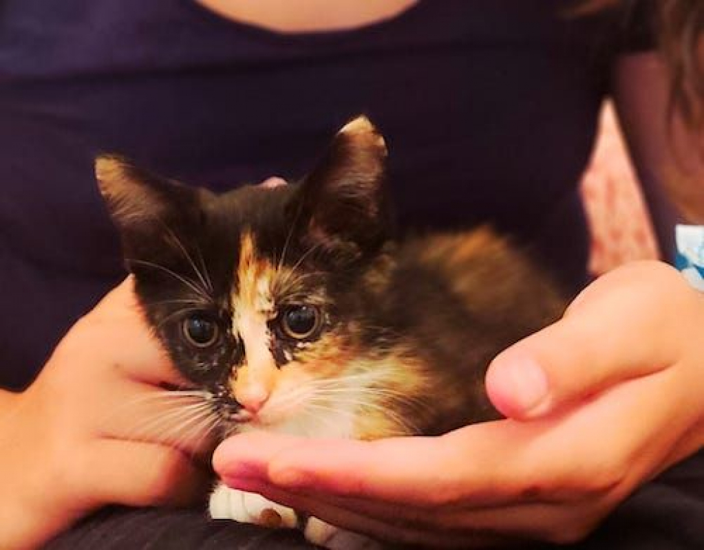 VIOLAINE - Chat à adopter