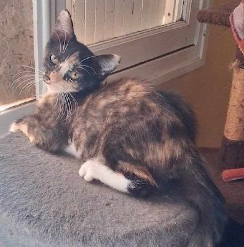 VIOLAINE - Chat à adopter - photo 4