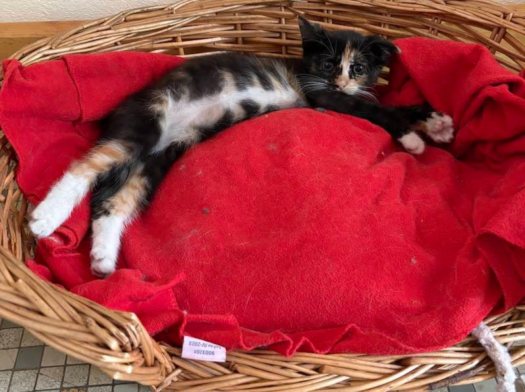 VIOLAINE - Chat à adopter - photo 2