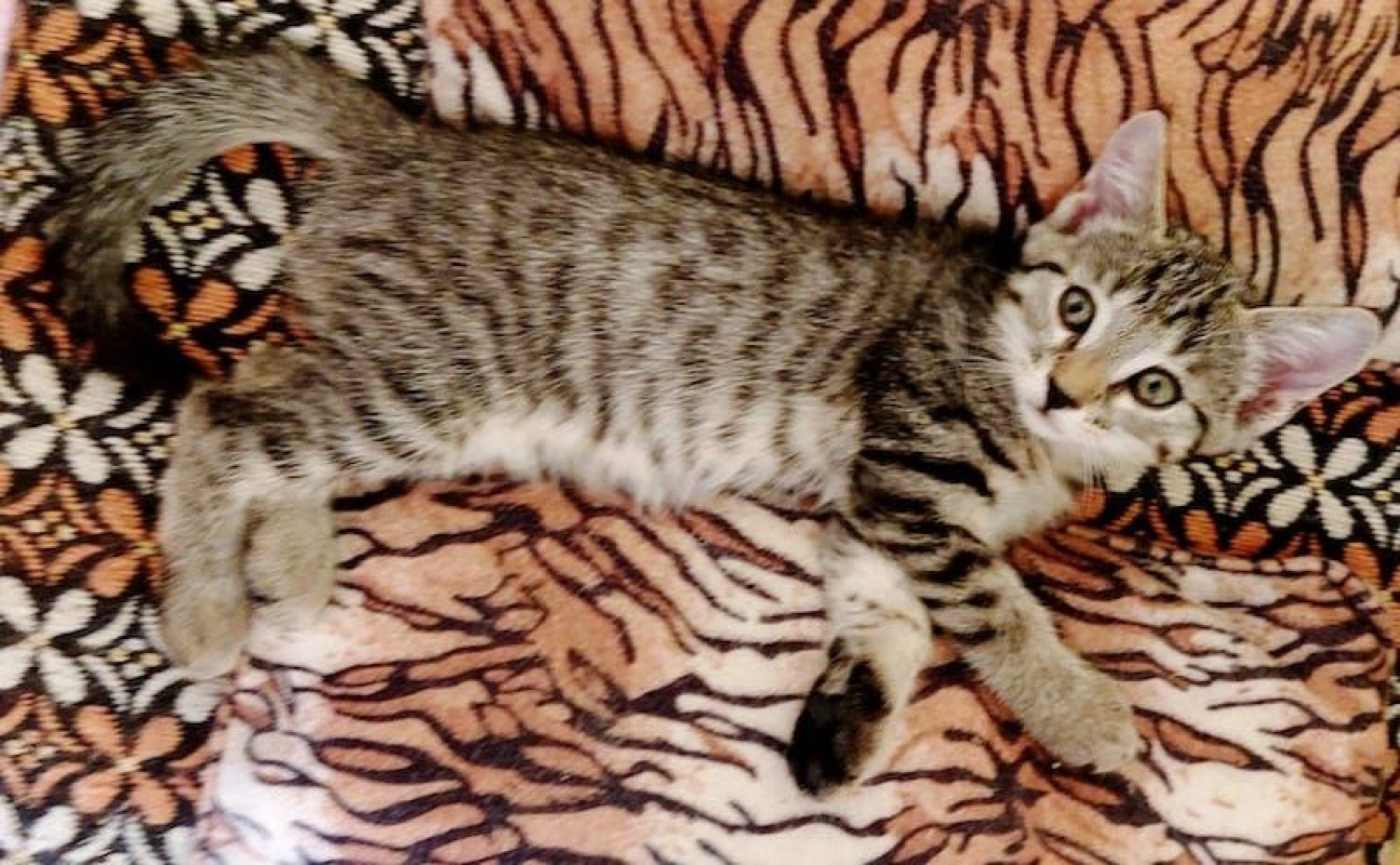 CAMILLE - Chat à adopter