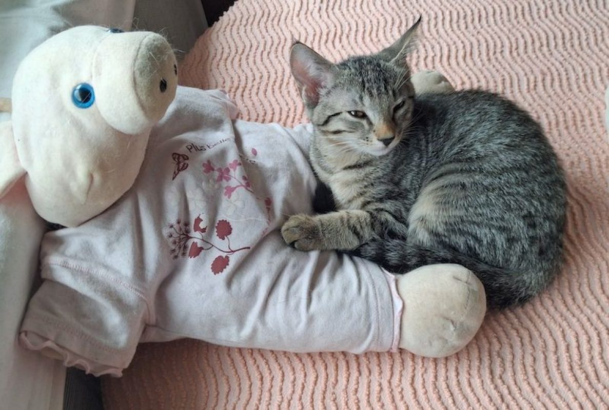 MILO - Chat à adopter - photo 5