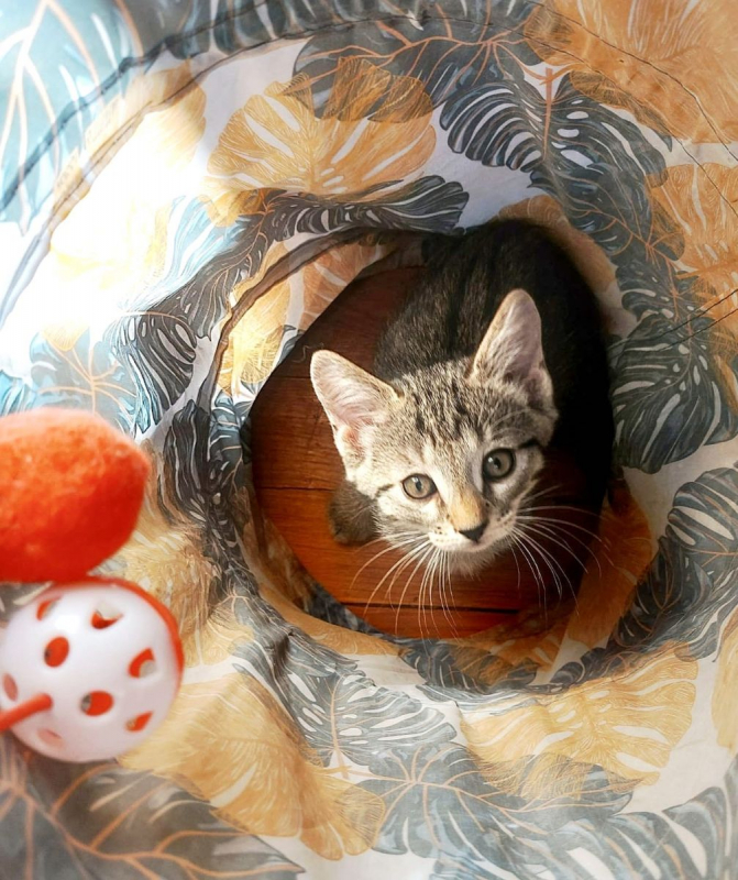 CAMILLE - Chat à adopter - photo 3