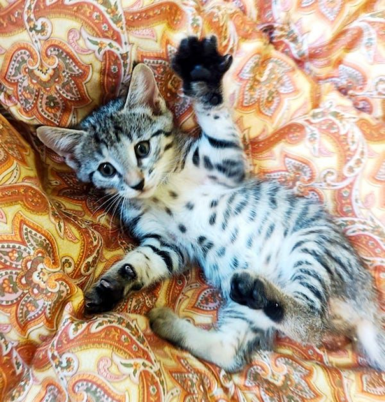 CAMILLE - Chat à adopter - photo 2