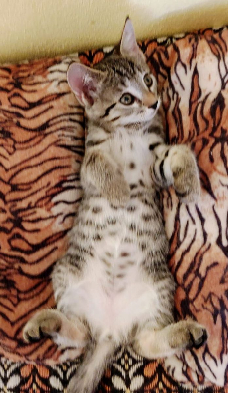 CAMILLE - Chat à adopter - photo 4