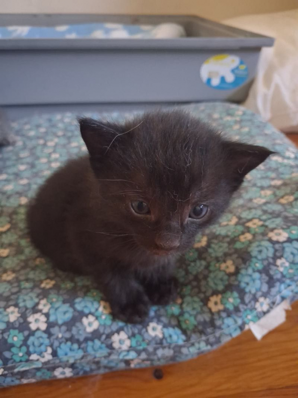 YUMI - Chat à adopter - photo 4