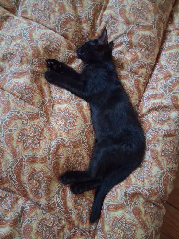 YUMI - Chat à adopter - photo 5