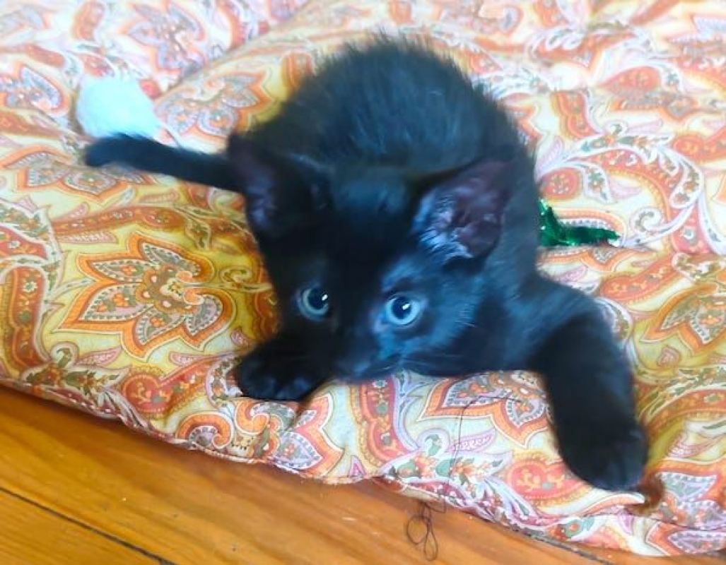 YUMI - Chat à adopter - photo 3