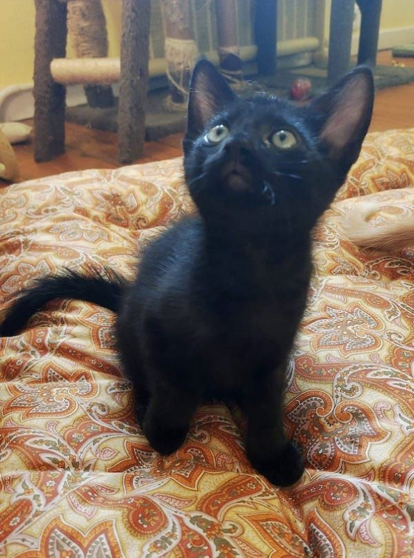 YUMI - Chat à adopter