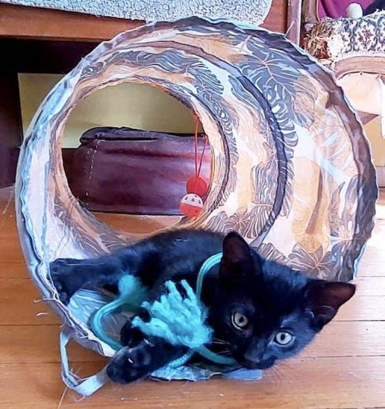 YUMI - Chat à adopter - photo 2