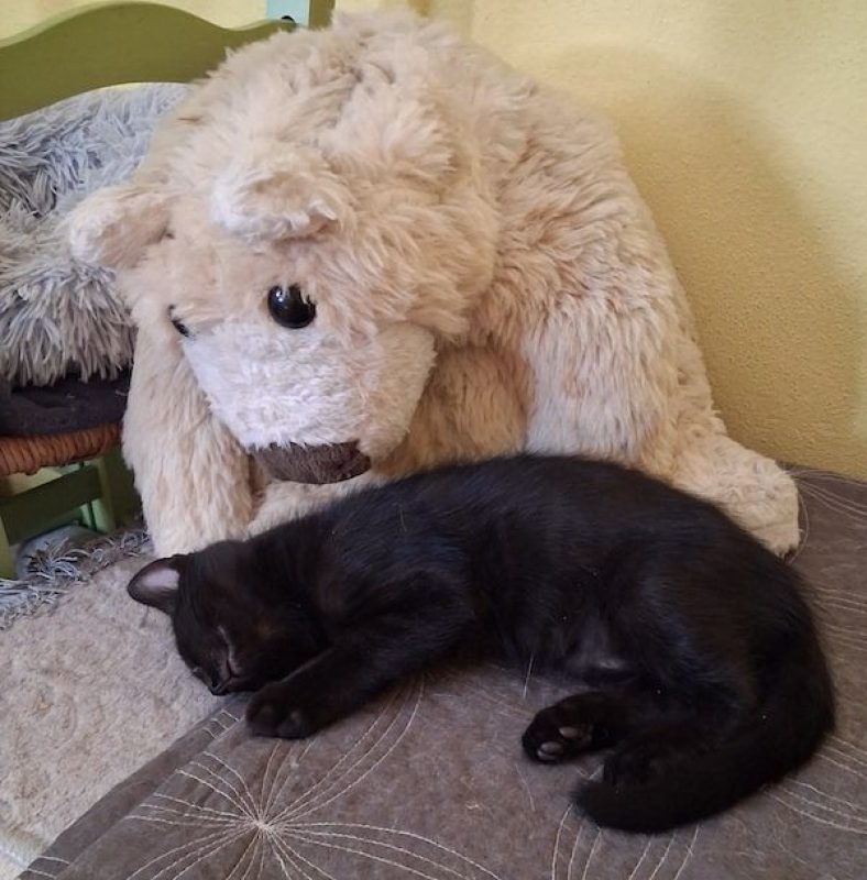 YUMI - Chat à adopter - photo 6