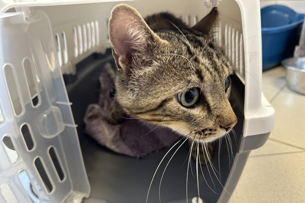 Quiver - Chat Européen à adopter