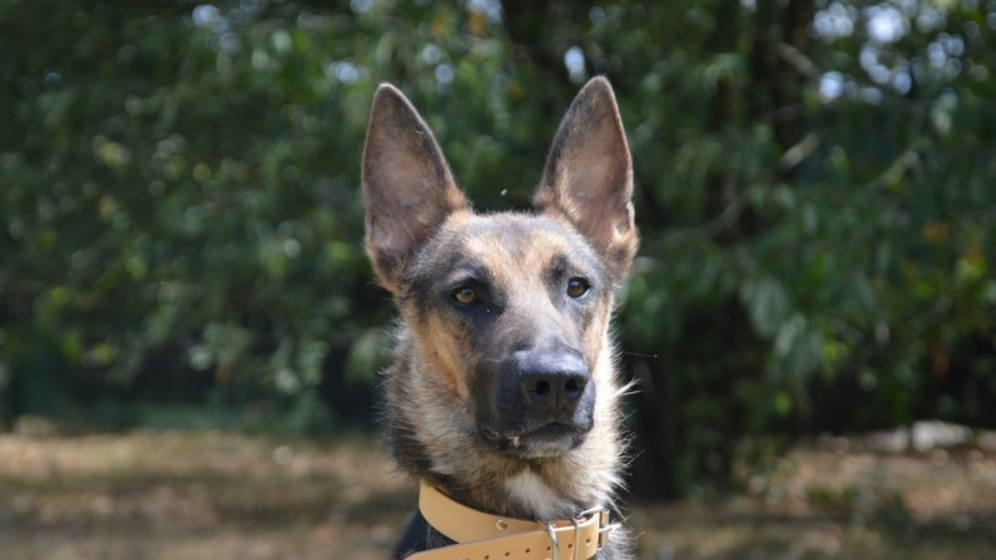 Loki - Chien à adopter