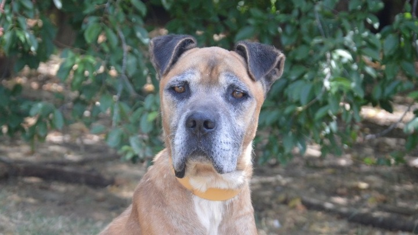 Looki - Chien à adopter