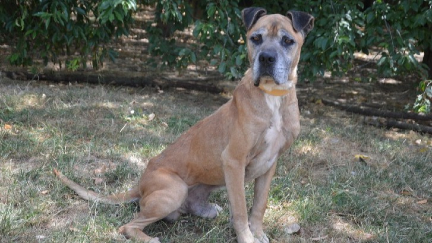 Looki - Chien à adopter - photo 2