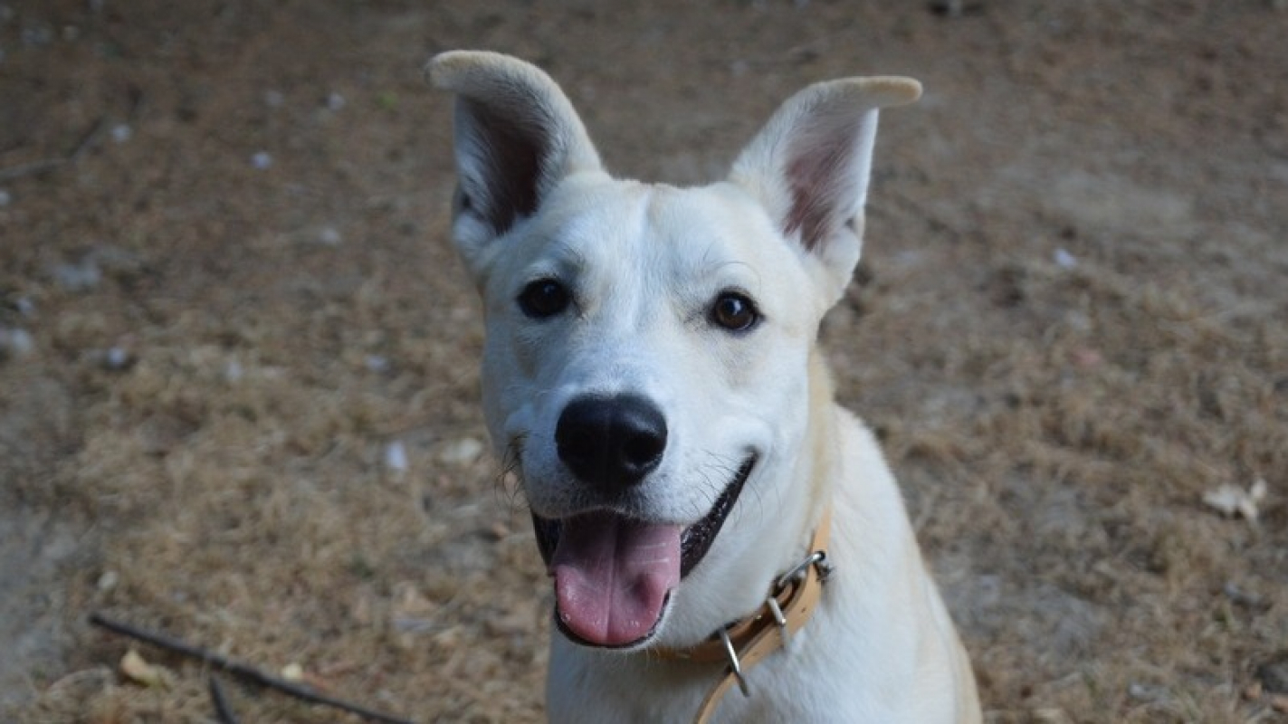 Simba - Chien Husky Sibérien à adopter