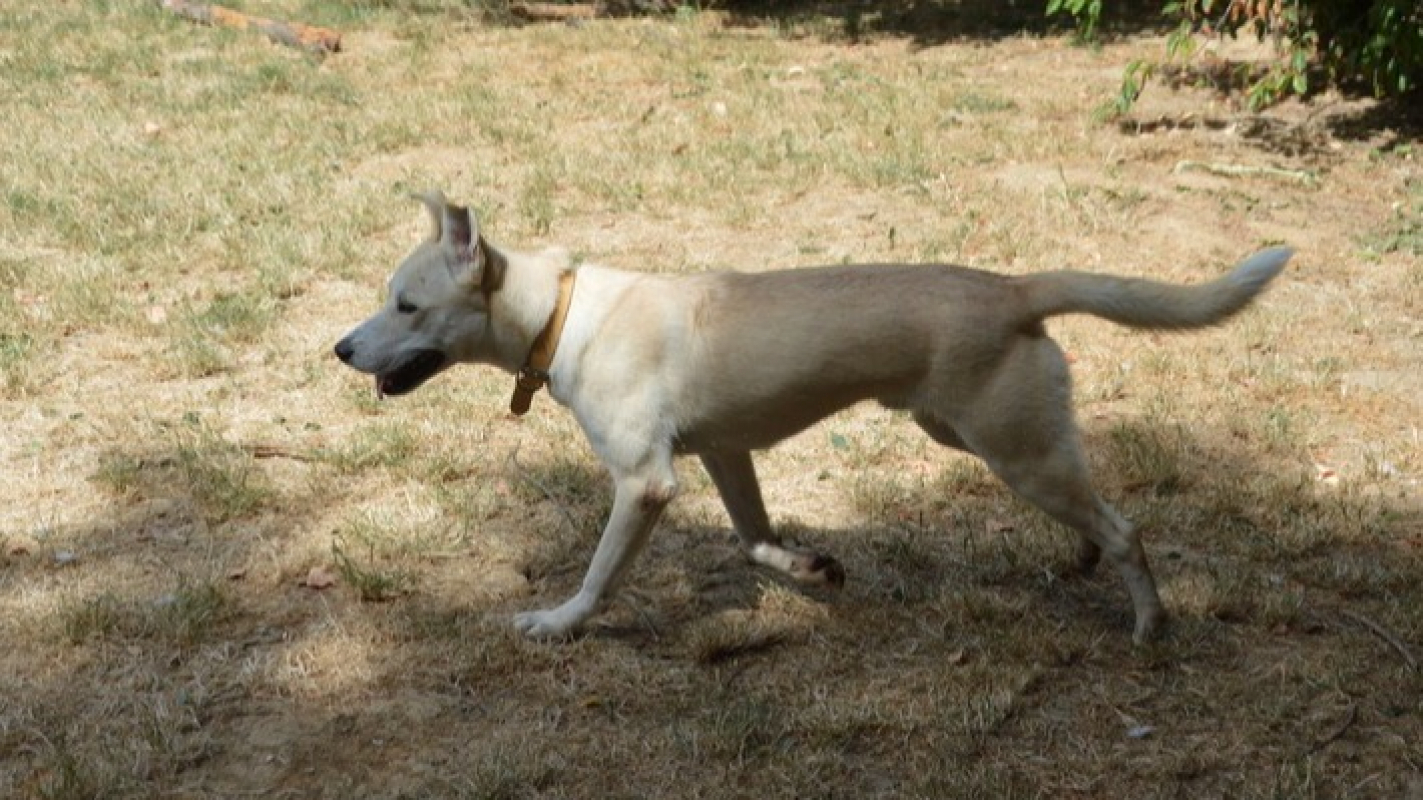 Simba - Chien Husky Sibérien à adopter - photo 2