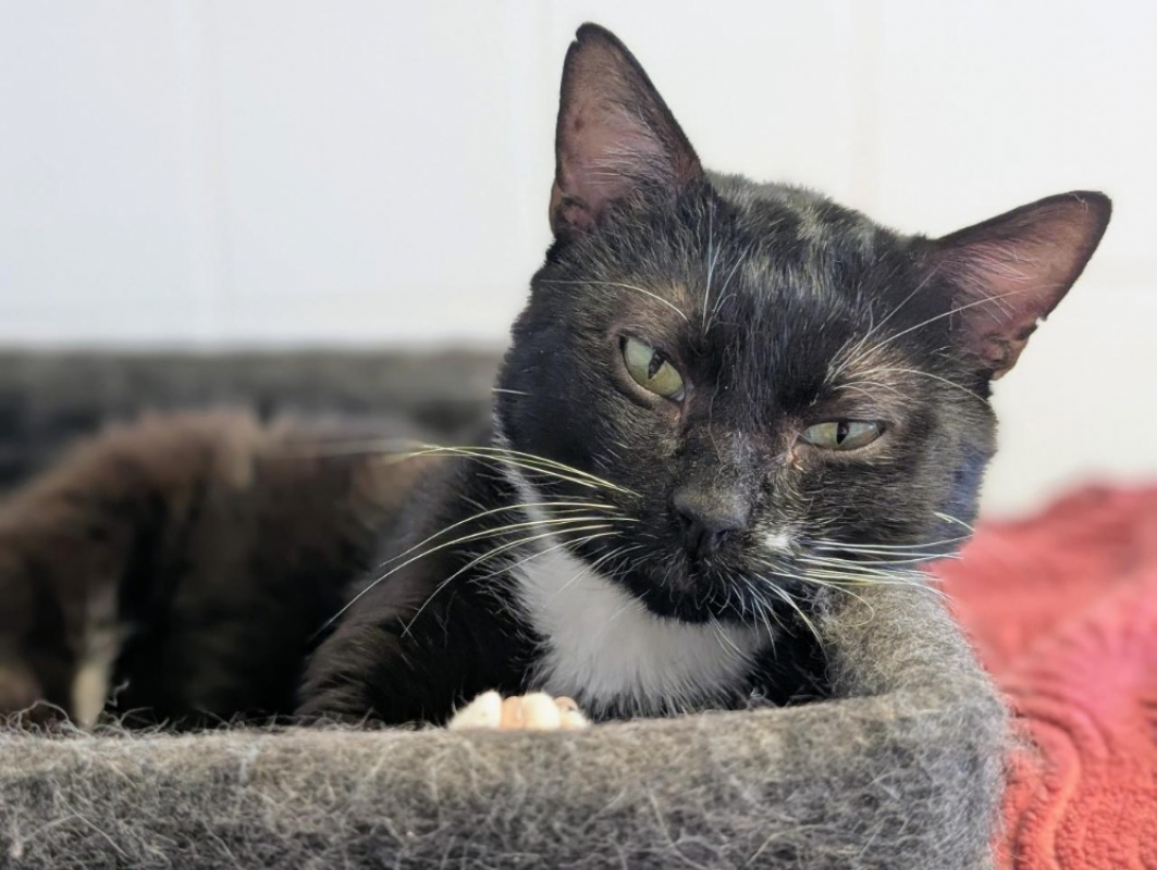 Gustave - Chat Européen à adopter