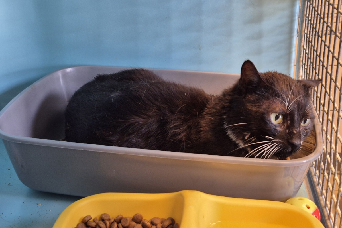 Gustave - Chat Européen à adopter - photo 2