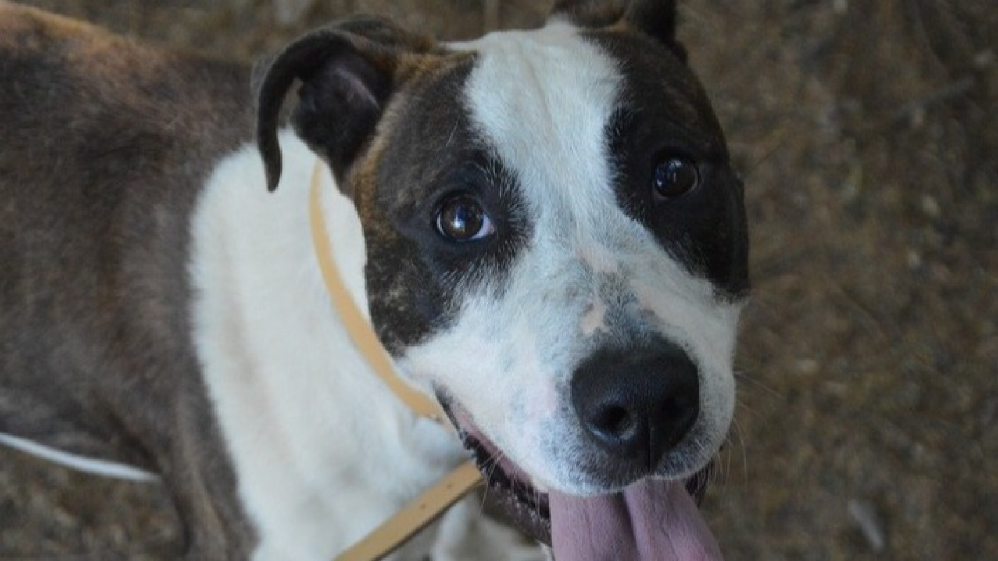 Bowie - Chien à adopter