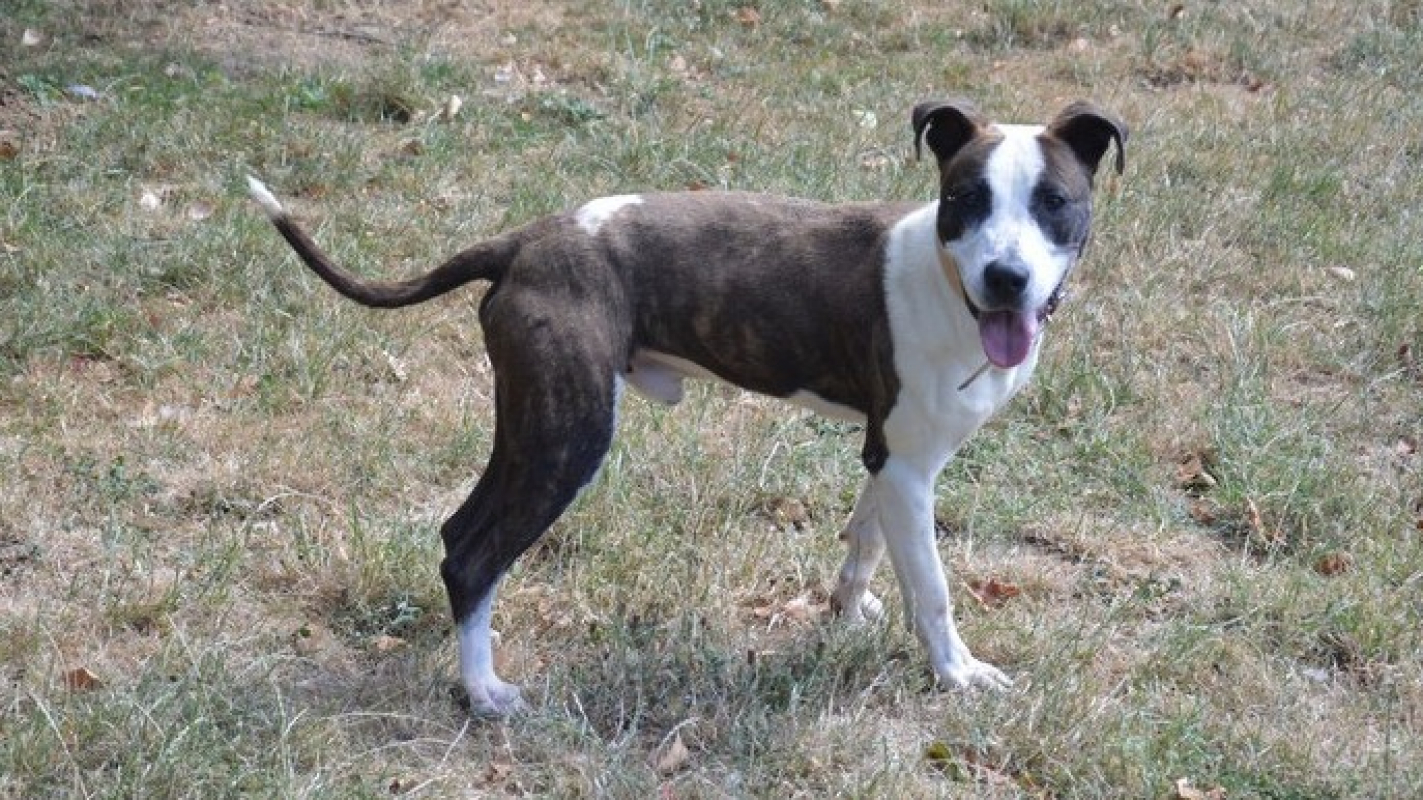 Bowie - Chien à adopter - photo 2