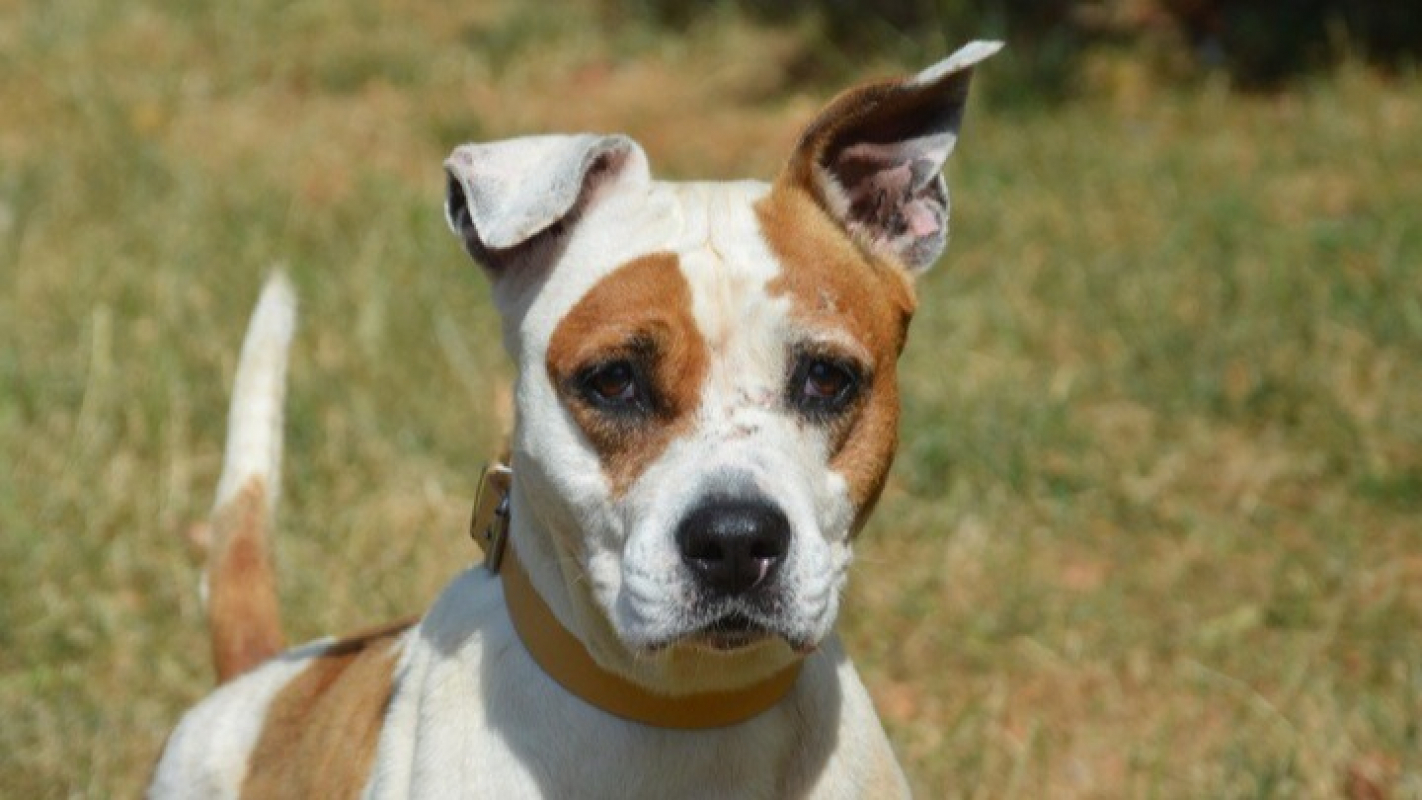 Tina - Chien à adopter