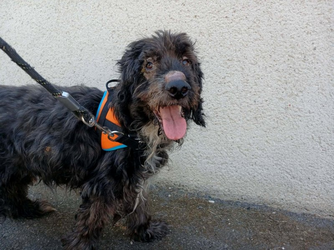 Malone - Chien à adopter