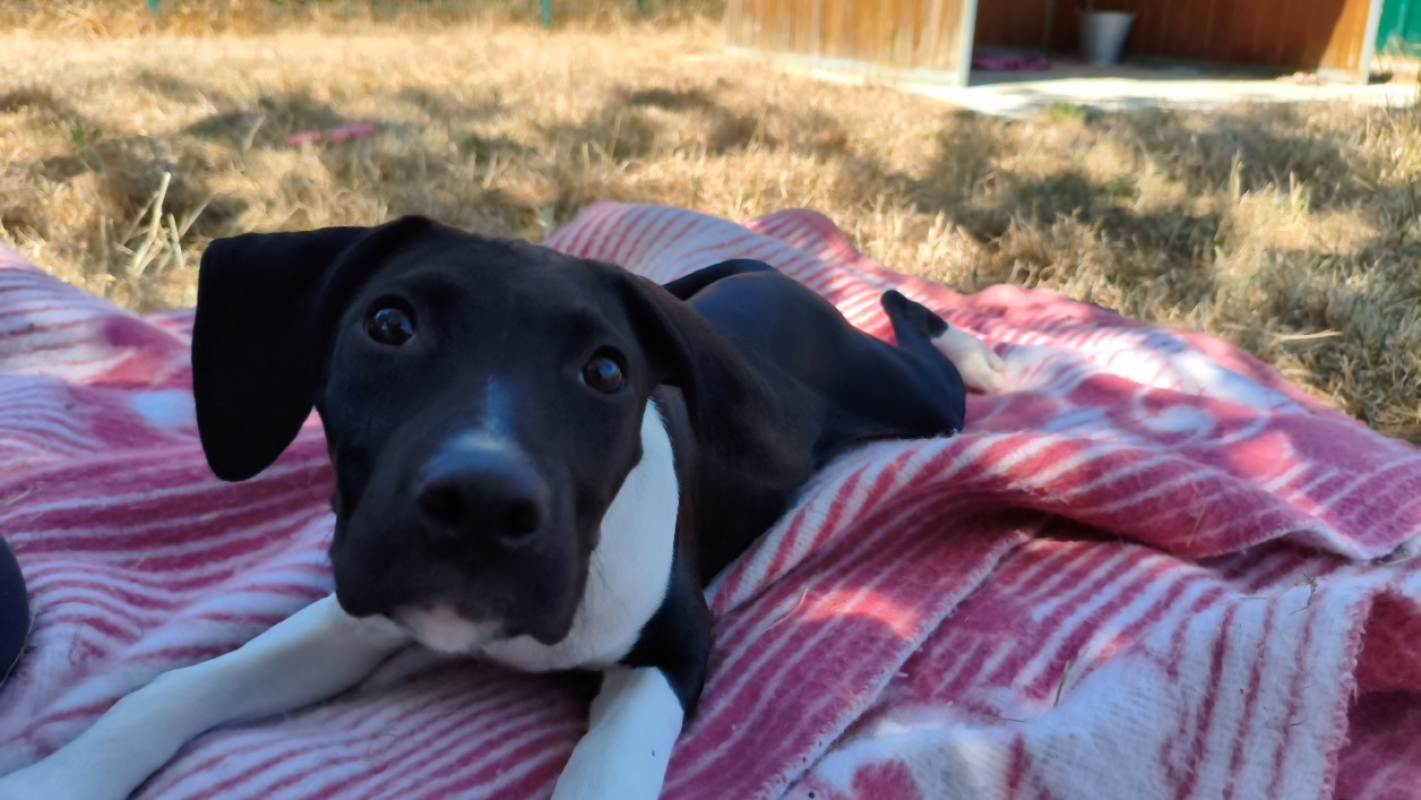 Falbala - Chien à adopter