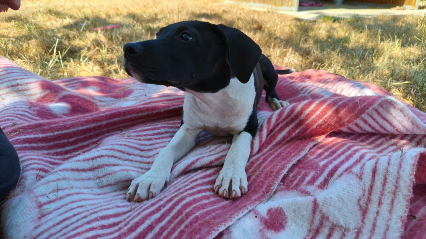 Falbala - Chien à adopter - photo 2