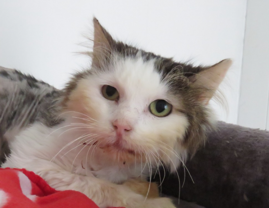Baloo - Chat Européen à adopter