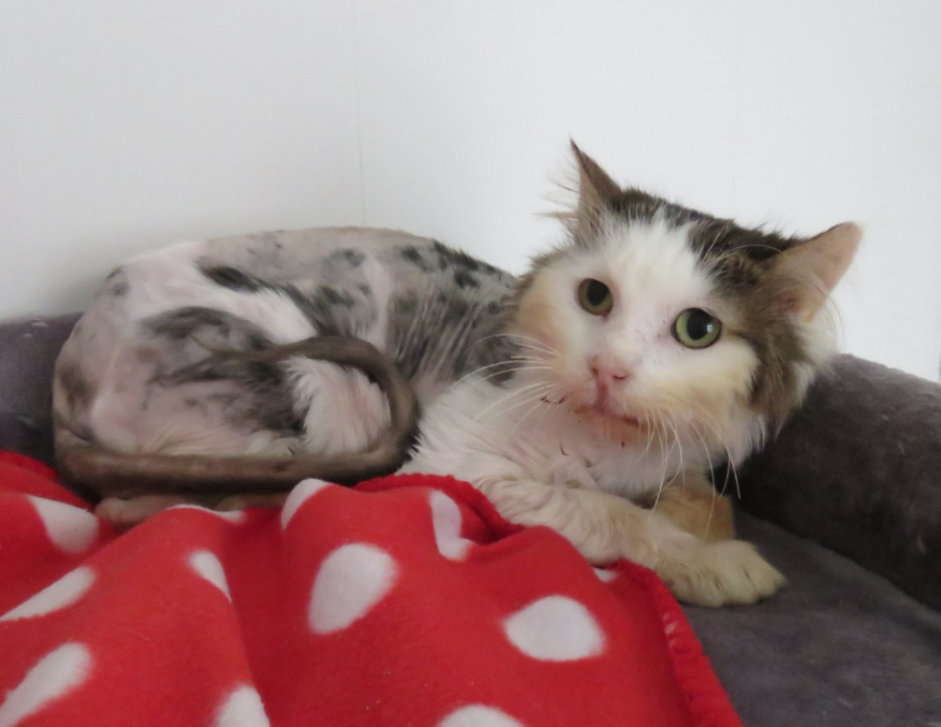 Baloo - Chat Européen à adopter - photo 2