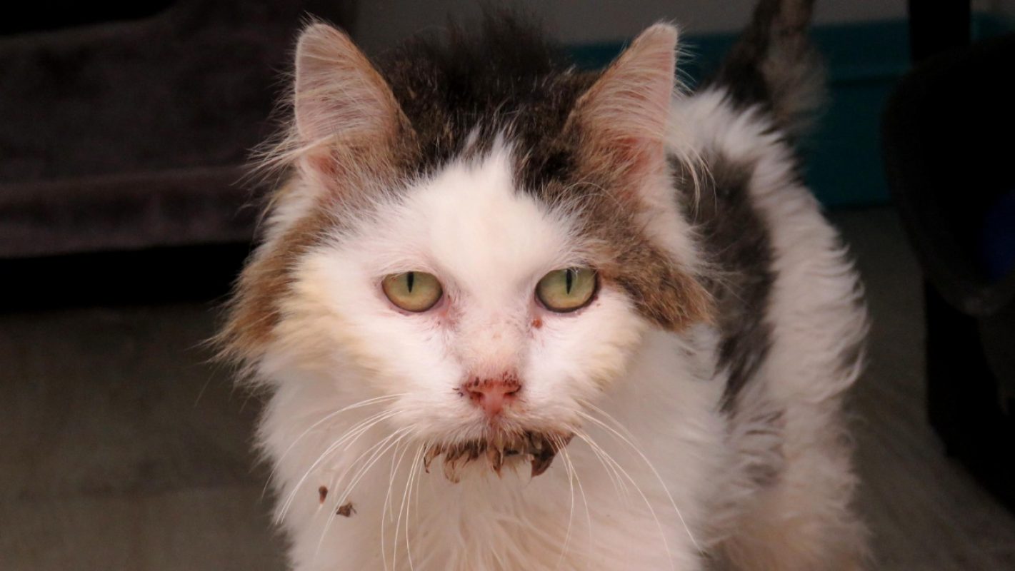 Baloo - Chat Européen à adopter